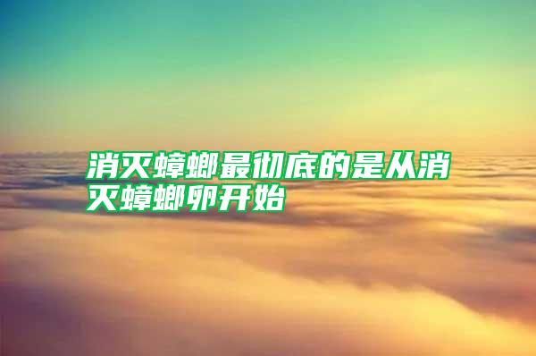 消滅蟑螂最徹底的是從消滅蟑螂卵開(kāi)始
