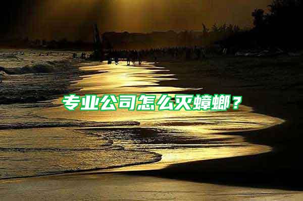 專業公司怎么滅蟑螂？