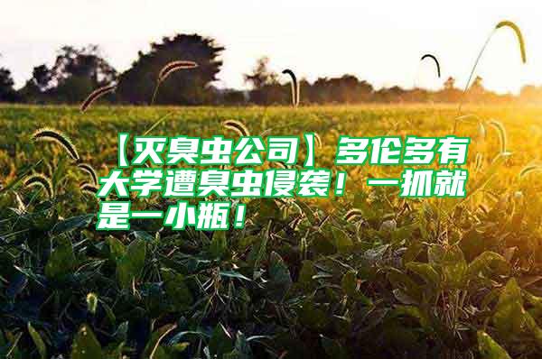 【滅臭蟲公司】多倫多有大學遭臭蟲侵襲！一抓就是一小瓶！