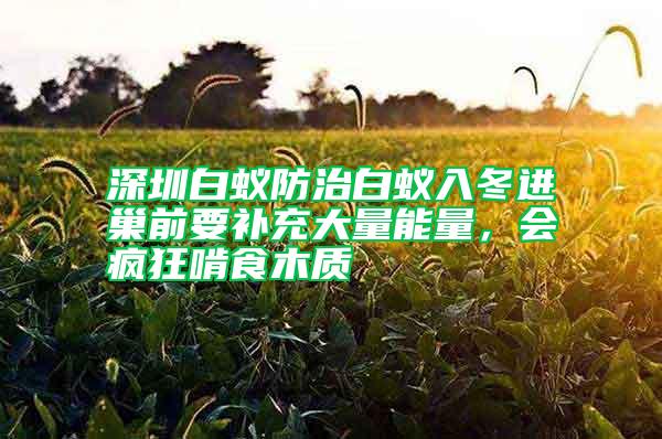 深圳白蟻防治白蟻入冬進巢前要補充大量能量，會瘋狂啃食木質(zhì)