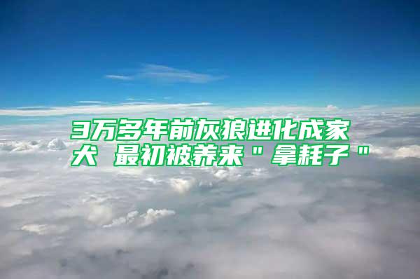 3萬(wàn)多年前灰狼進(jìn)化成家犬 最初被養(yǎng)來(lái)＂拿耗子＂