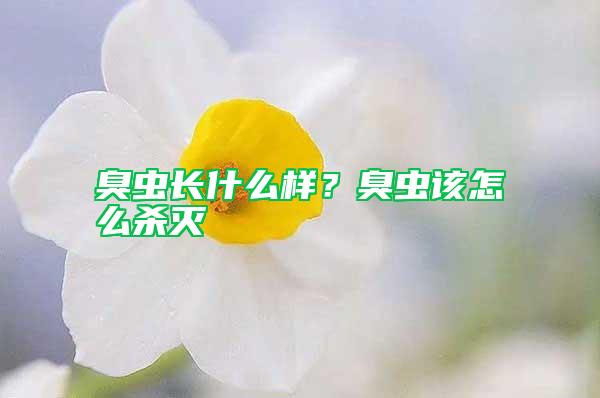 臭蟲長什么樣？臭蟲該怎么殺滅