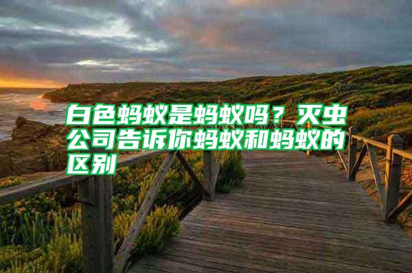 白色螞蟻是螞蟻嗎？滅蟲(chóng)公司告訴你螞蟻和螞蟻的區(qū)別
