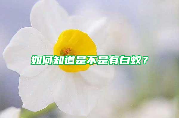 如何知道是不是有白蟻？