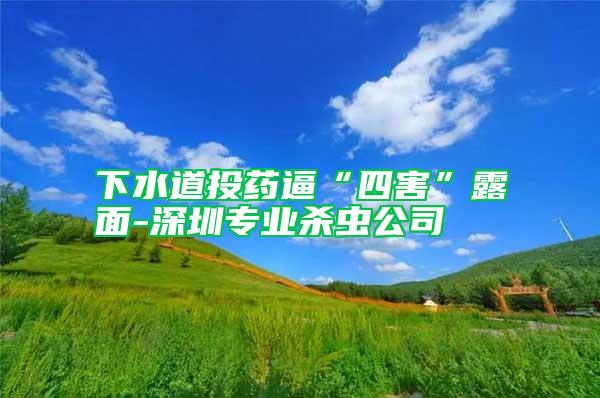 下水道投藥逼“四害”露面-深圳專業(yè)殺蟲公司