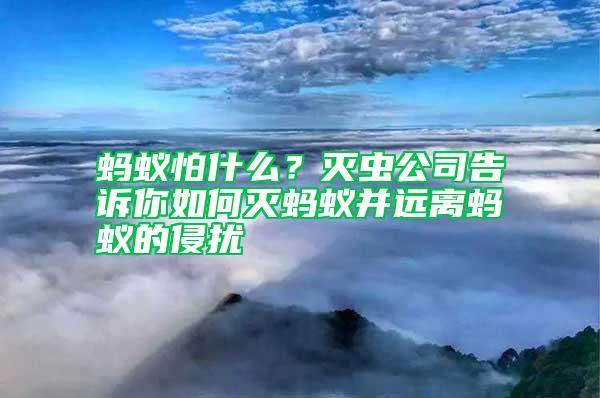 螞蟻怕什么？滅蟲公司告訴你如何滅螞蟻并遠離螞蟻的侵擾