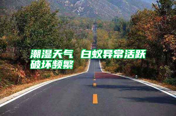 潮濕天氣 白蟻異?；钴S破壞頻繁