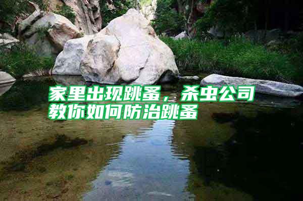 家里出現跳蚤，殺蟲公司教你如何防治跳蚤