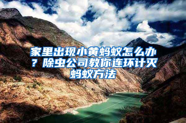 家里出現(xiàn)小黃螞蟻怎么辦？除蟲(chóng)公司教你連環(huán)計(jì)滅螞蟻方法