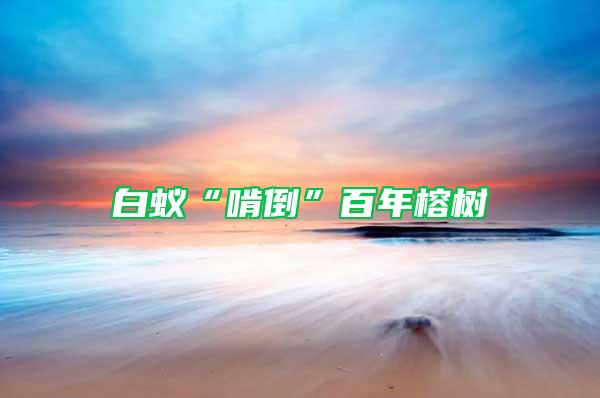 白蟻“啃倒”百年榕樹(shù)