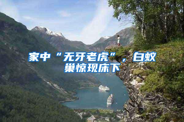 家中“無牙老虎”，白蟻巢驚現床下