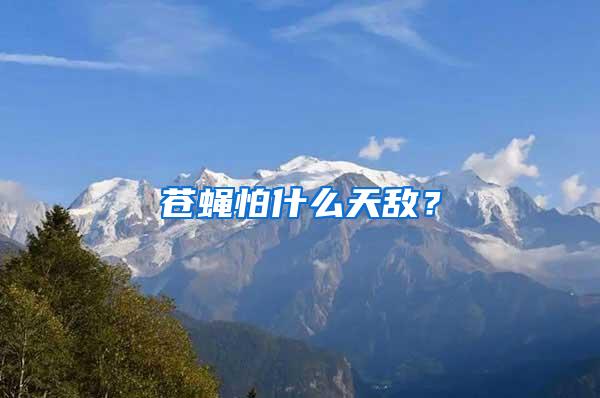 蒼蠅怕什么天敵？