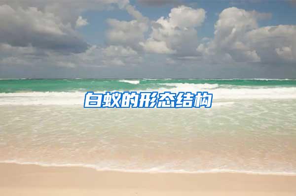 白蟻的形態(tài)結(jié)構(gòu)
