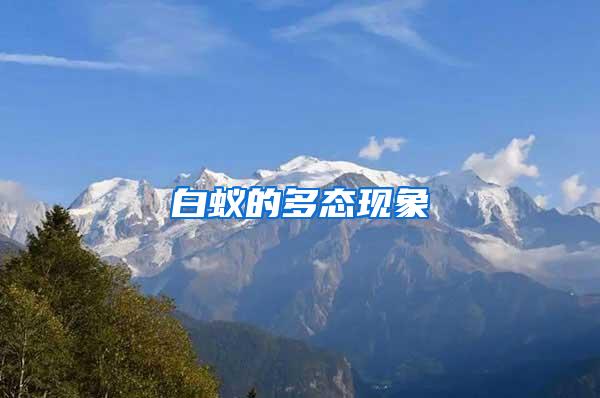 白蟻的多態(tài)現(xiàn)象
