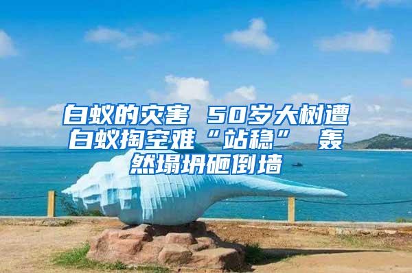 白蟻的災(zāi)害 50歲大樹遭白蟻掏空難“站穩(wěn)” 轟然塌坍砸倒墻