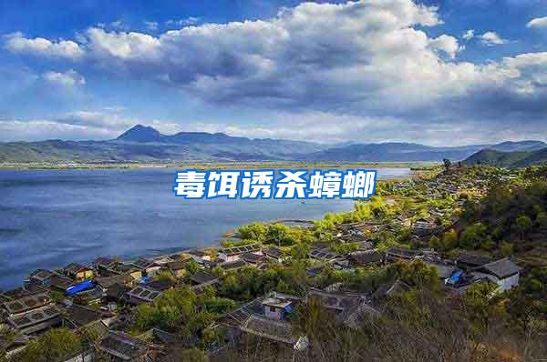 毒餌誘殺蟑螂
