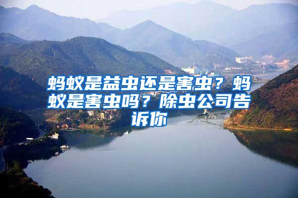 螞蟻是益蟲還是害蟲？螞蟻是害蟲嗎？除蟲公司告訴你