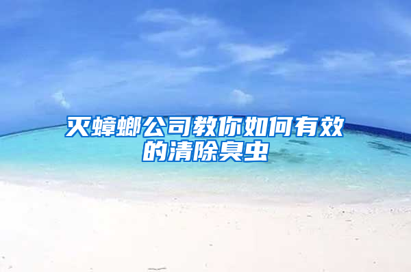 滅蟑螂公司教你如何有效的清除臭蟲