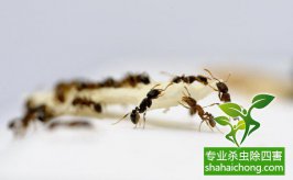 螞蟻蟲害如何才能一網(wǎng)打盡！
