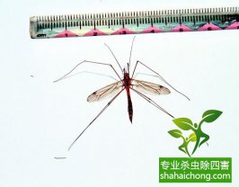 夏天蚊子防治20招，徹底遠離蚊子的危害