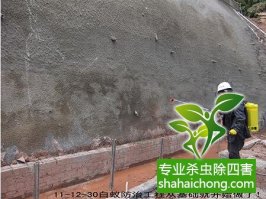 深圳白蟻防治公司獨家報道，殺白蟻-滅白蟻的最新方法