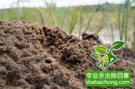深圳白蟻防治：預防為主、防治結合、綜合治理
