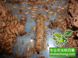 深圳白蟻防治公司 發(fā)現(xiàn)房屋是否有白蟻危害的方法
