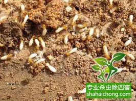 深圳白蟻防治公司介紹化學(xué)方法防治白蟻