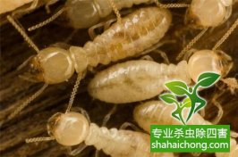 深圳白蟻防治的服務(wù)流程