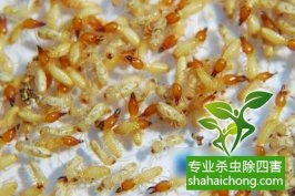 深圳白蟻防治公司對(duì)白蟻的習(xí)性與危害了解
