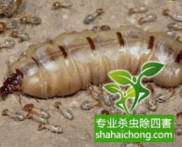 深圳白蟻防治白蟻來襲，房門咬出個大窟窿