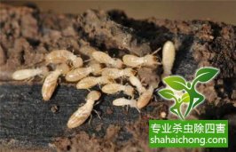 深圳白蟻防治公司發(fā)現(xiàn)白蟻怎么滅