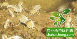 深圳白蟻防治：最易被住戶直觀的癥狀是白蟻的繁殖分群季節(jié)