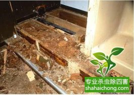 深圳白蟻防治白蟻來(lái)襲，當(dāng)心！