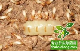 深圳白蟻防治：主要生活在木材或樹干、樹根內