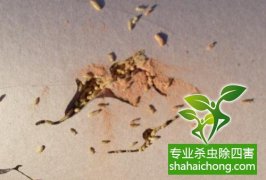 深圳白蟻防治公司 白蟻飛光了，是不是就不要防治了？-