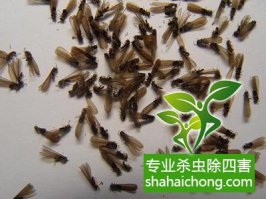 深圳白蟻防治公司,建筑白蟻應(yīng)該如何預(yù)防？