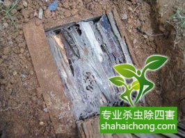 深圳白蟻防治公司教您認(rèn)識白蟻